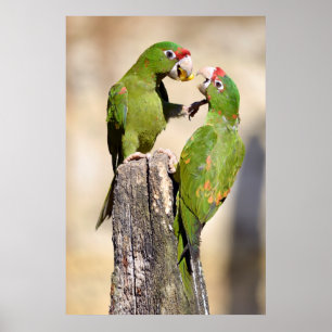 Affiche Perruque Mitred sur poteau en bois