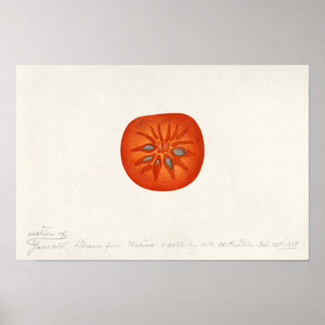 Affiche Persimmon (Diospyros) Fruit Watercolor Painting (Devant)