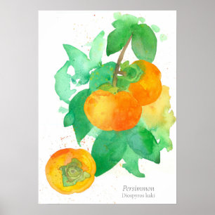Affiche Persimmon Fruit Botanical Watercolor
