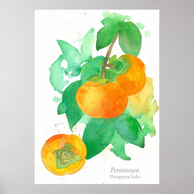 Affiche Persimmon Fruit Botanical Watercolor (Devant)
