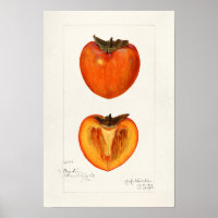 Persimmons Fruit Watercolor Painting