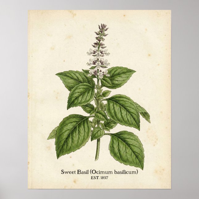 Affiche Personalized Vintage Basil Herb Botanical Kitchen  (Devant)