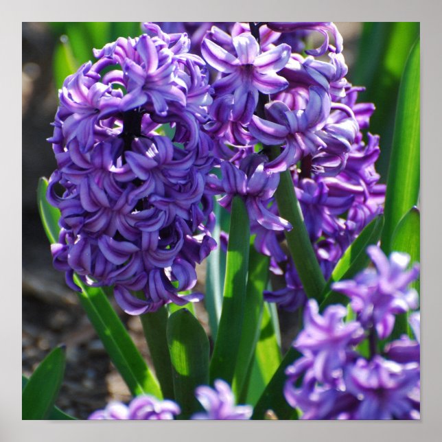 Affiche Personnaliser (Devant)