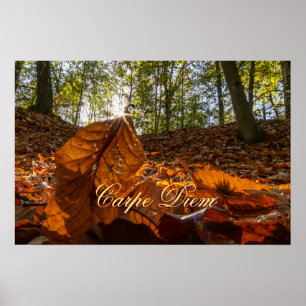 Affiche Personnelle Carpe Diem brillante forêt feuille col