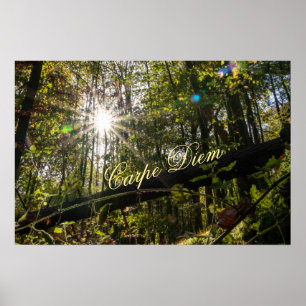 Affiche Personnelle Carpe Diem brillante forêt feuille col