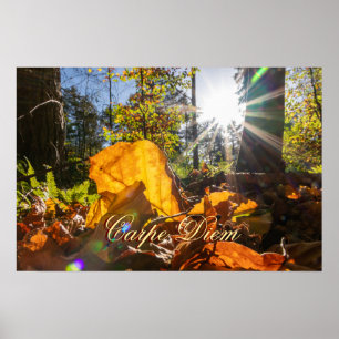 Affiche Personnelle Carpe Diem brillante forêt feuille col