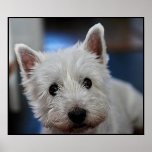 Affiche Pestie ultra mite Westie White Terrier (Devant)