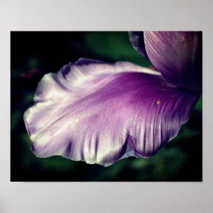 Affiche Pétale à fleur de tulipe pourpre simple gros