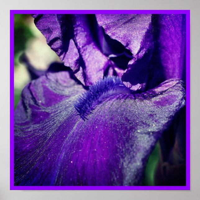 Affiche Pétale Fleur Iris Profond Violet Porté (Devant)