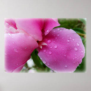 Affiche pétale perdue sous la pluie