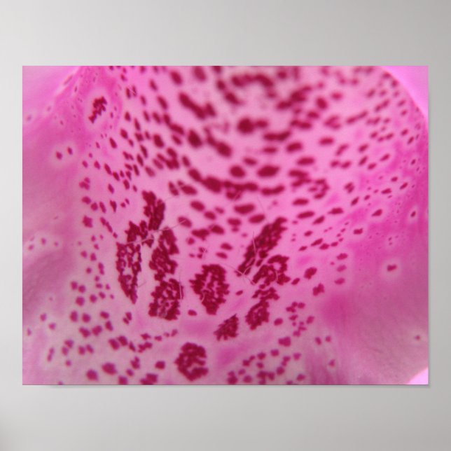 Affiche Pétale rose Foxglove (Devant)