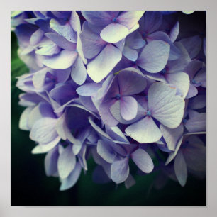 Affiche Pétales à fleurs bleu Hydrangea gros