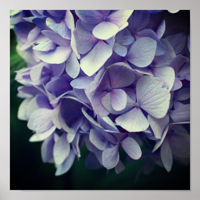 Affiche Pétales à fleurs bleu Hydrangea gros (Devant)