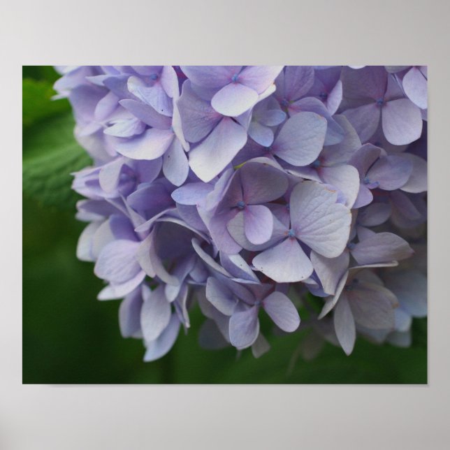 Affiche Pétales à fleurs bleu Hydrangea gros (Devant)