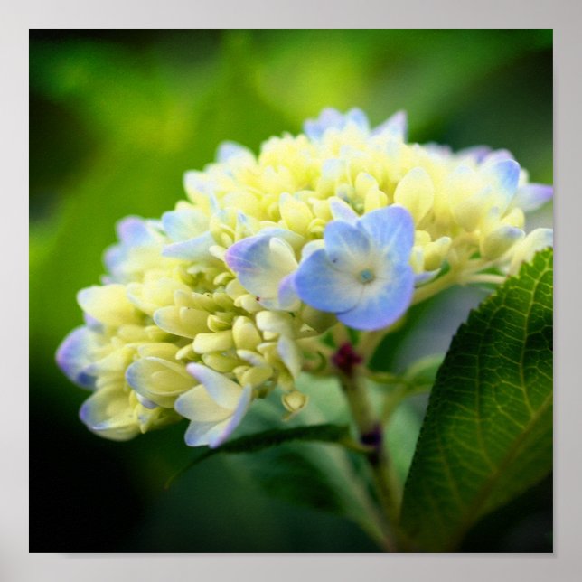 Affiche Pétales à fleurs d'Hydrangée Bleue Douce (Devant)