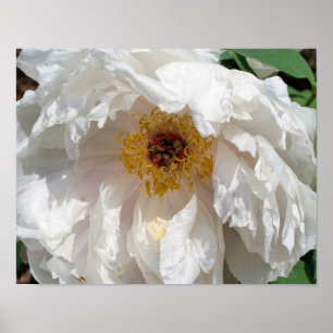 Affiche Pétales De Fleur De Peine Blanche Au Pollen