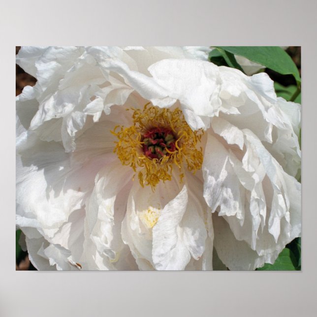 Affiche Pétales De Fleur De Peine Blanche Au Pollen (Devant)