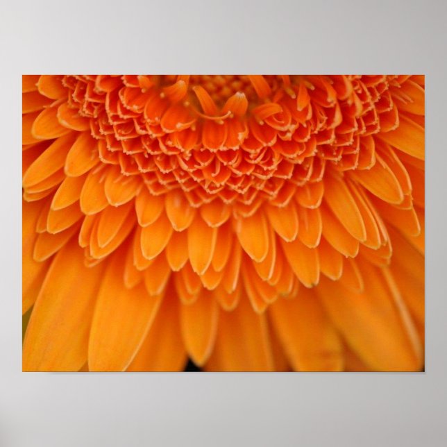 Affiche Pétales de fleurs (Devant)
