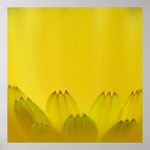 Affiche Pétales de fleurs Abstraites de Marigold jaune