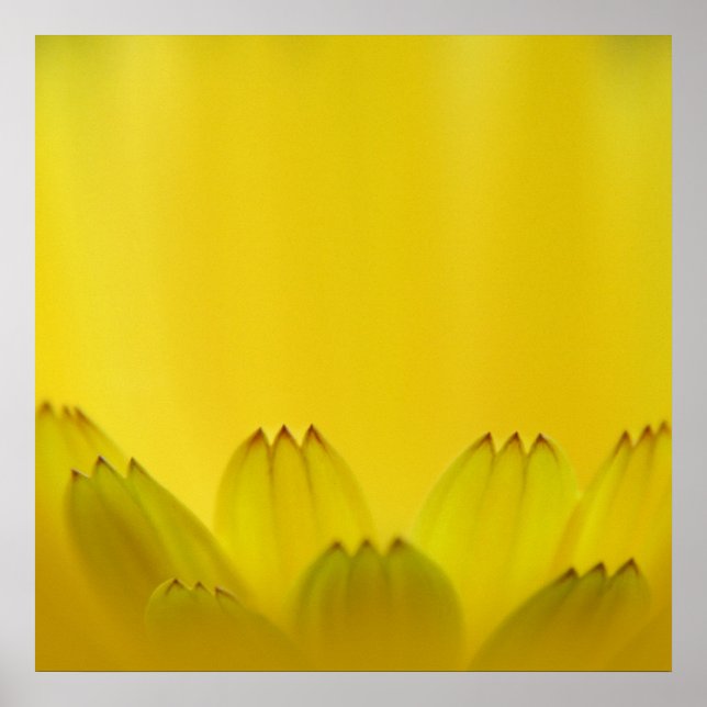 Affiche Pétales de fleurs Abstraites de Marigold jaune (Devant)