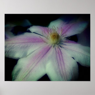 Affiche Pétales De Fleurs Clematis Près