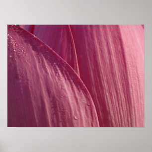Affiche Pétales de fleurs de Lotus Pink Floral