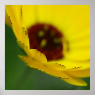 Affiche Pétales de fleurs de mariglod jaune Macro Abstrait