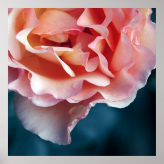 Affiche Pétales de rose rose délicat Macro Abstrait