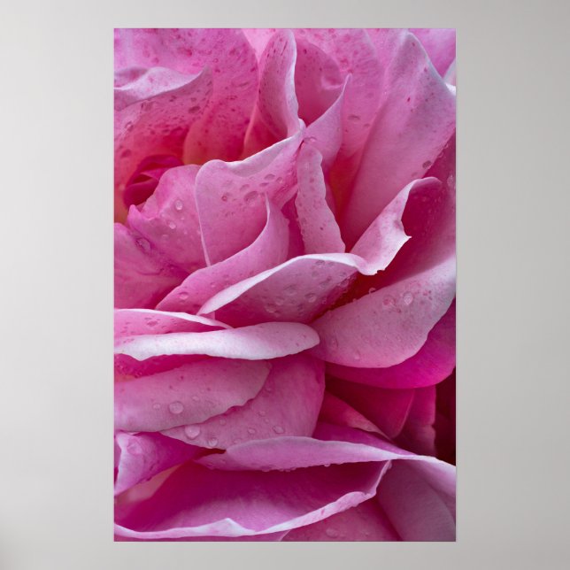 Affiche Pétales de Rose Rose et Gouttes de Rosée (Devant)