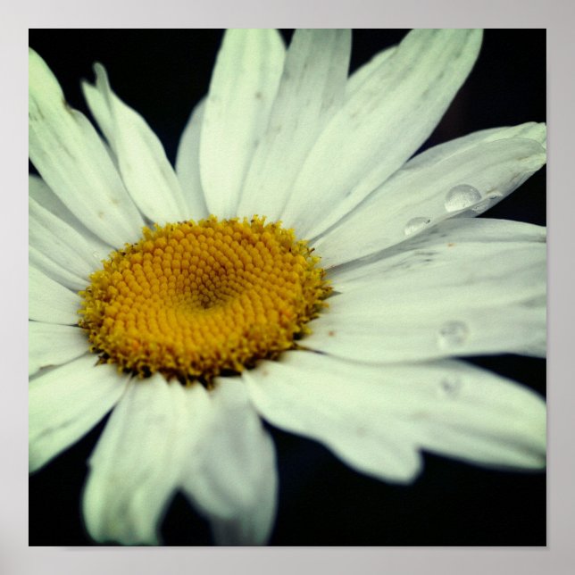 Affiche Pétales Fleurs Faisées De Faisière Avec Arrosage (Devant)