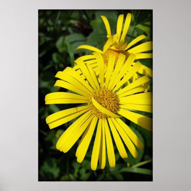 Affiche pétales rebelles (Devant)