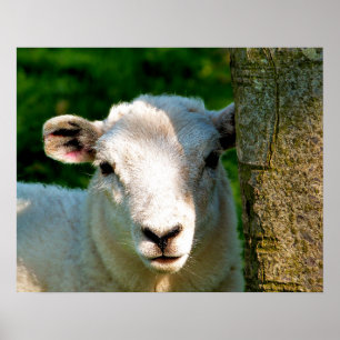 AFFICHE PETIT AGNEAU MIGNON
