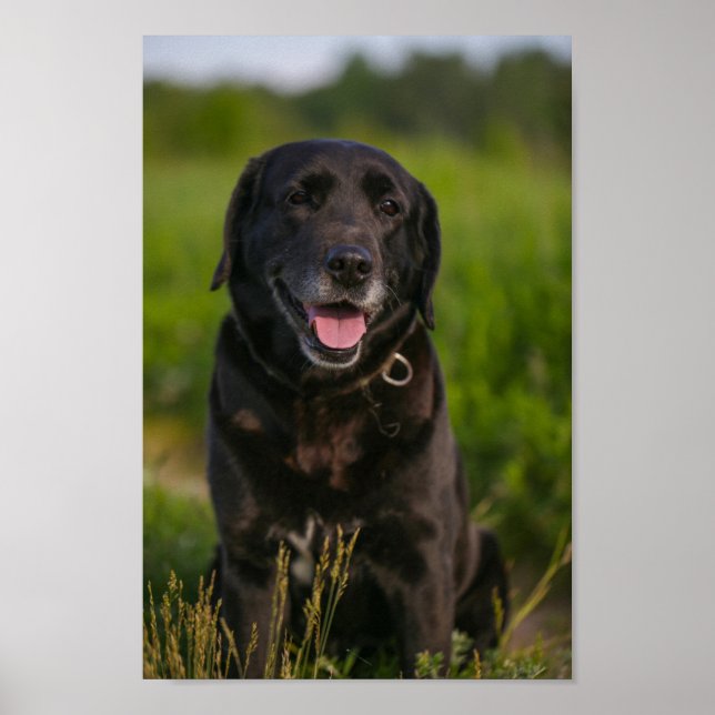 Affiche Petit animal de compagnie de Chien Noir du Labrado (Devant)