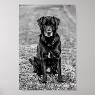 Affiche Petit animal de compagnie de Chien Noir du Labrado