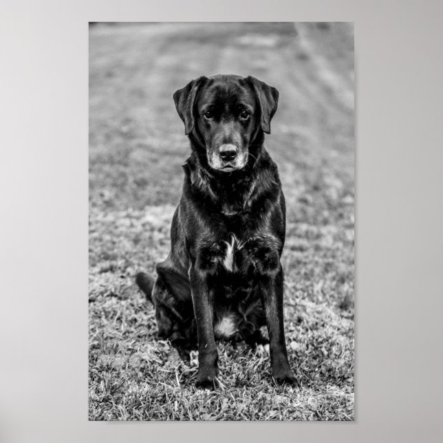 Affiche Petit animal de compagnie de Chien Noir du Labrado (Devant)