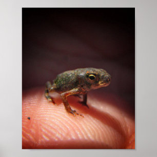 Affiche Petit Bébé mou crapaud / Tadpole