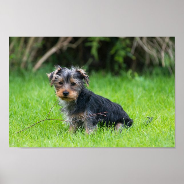 Affiche Petit bébé yorkie chiot avec des yeux tristes expr (Devant)
