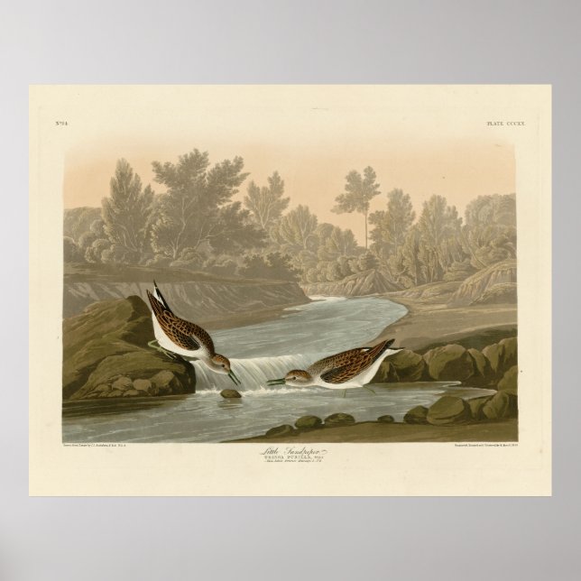 Affiche Petit bécasseau des oiseaux d'Amérique d'Audubon (Devant)