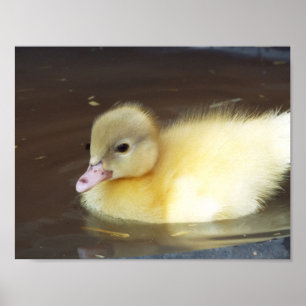 Affiche Petit canard
