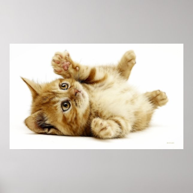 AFFICHE PETIT CHAT (Devant)