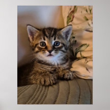 Petit chaton