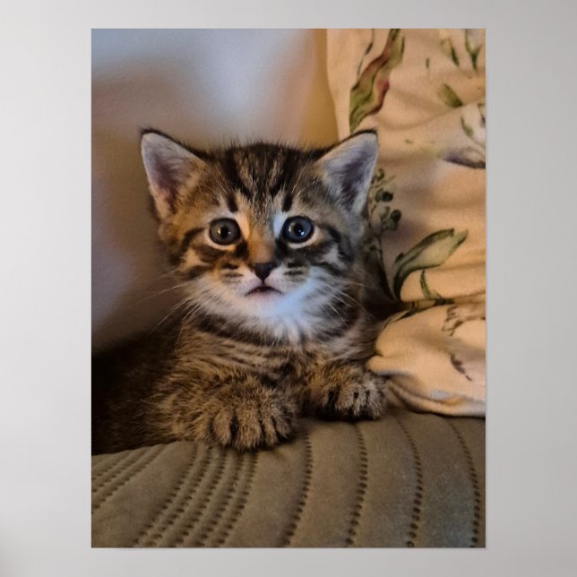 Affiche Petit chaton (Devant)