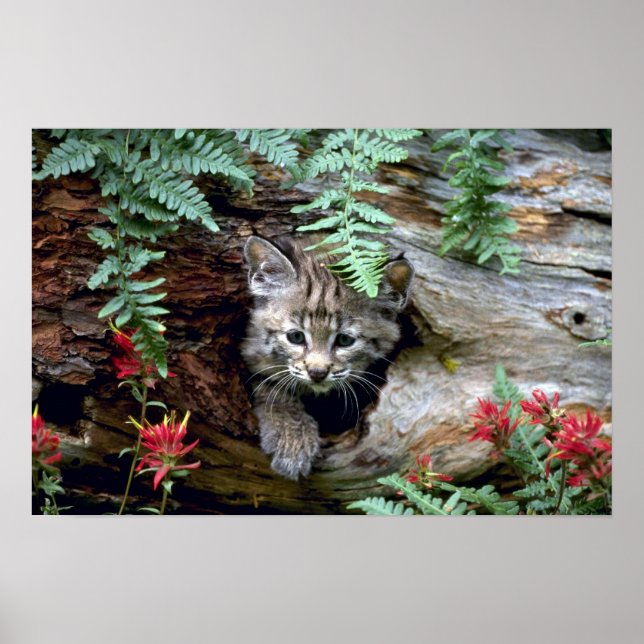 Affiche Petit chaton Bobcat-été en rondelle creuse (Devant)