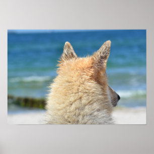 Affiche Petit Chien Avec Fourrure Salée Vue Sur La Plage