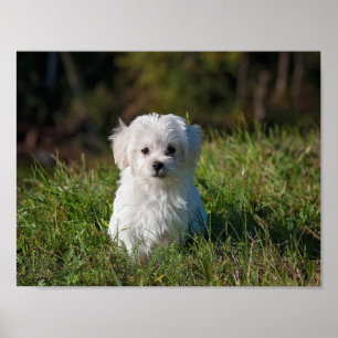 Affiche Petit chiot blanc