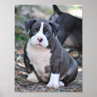 Petit chiot de race mûre