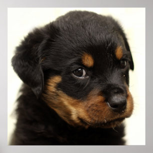 Affiche Petit chiot rottweiler mignon