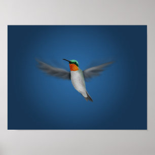 Affiche Petit colibri illustré