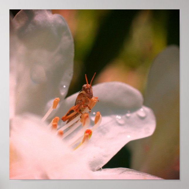 Affiche Petit Grasshopper Sur Fleur Azalée Blanche (Devant)
