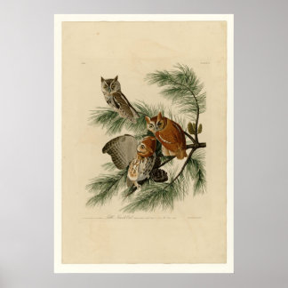 Affiche Petit hibou à crâne